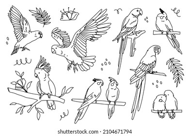 Un loro. Aves tropicales. Dibujo de dibujo realista de un dibujo de dibujo. 