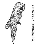 Parrot. Tropical exotic bird hand drawn vector illustration. Engraved parrot ara bird.