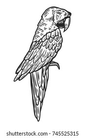 Parrot  Tropical exotic bird hand drawn vector illustration  Engraved parrot ara bird 