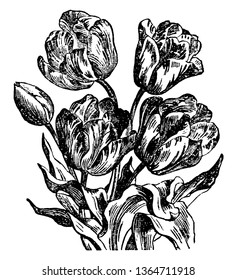 The parrot tulip is a type of tulip which is by far the finest in color, vintage line drawing or engraving illustration.