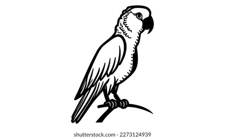 Parrot vector black line illustration isolated white. Sketch art