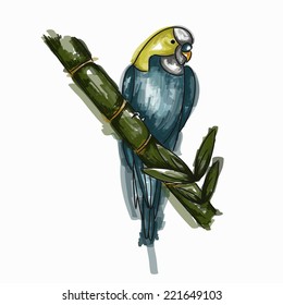 Parrot vector illustration