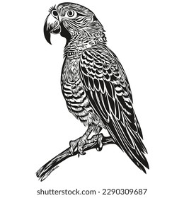 parrot vector illustration line art drawing black and white parrots
