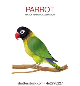 Parrot. Vector illustration made in a realistic style.