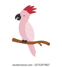 Parrot Vector Illustration - Moluccan Cockatoo