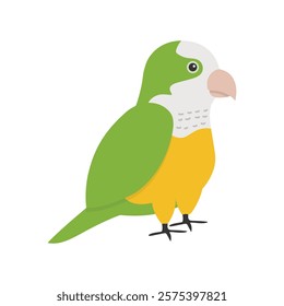 Parrot Vector Illustration - Quaker Parrot