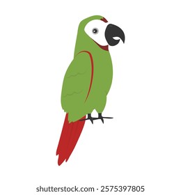 Parrot Vector Illustration - Severe Macaw