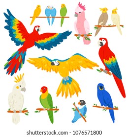 Parrot vector parrotry character and tropical bird or cartoon exotic macaw in tropics illustration set of colorful tropic birdie isolated on white background