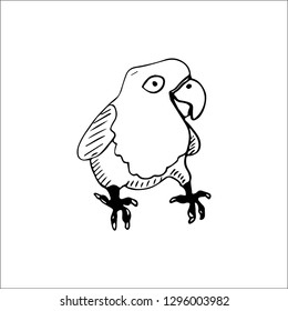 parrot vector sketch