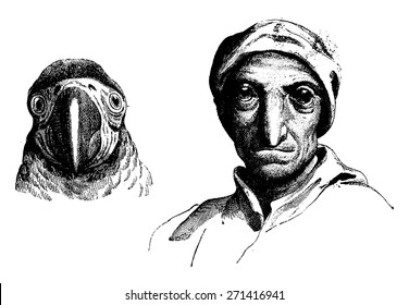 Parrot, vintage engraved illustration. Earth before man 1886.