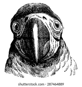 Parrot, vintage engraved illustration. Earth before man 1886.