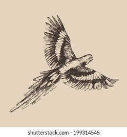 parrot vintage engraved illustration, hand drawn, sketch
