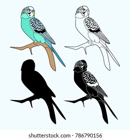 parrot wavy beautiful