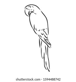 Parrot, wild bird, contour vector sketch, illustration 