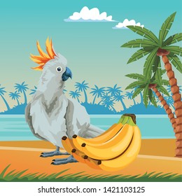 parrot wild cockatoo with banana icon cartoon over the beach with sea landscape vector illustration graphic design