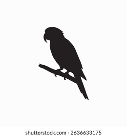 Parrot Wild or Pet Bird Image