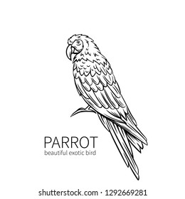 Parrot,exotic tropical bird sitting. Hand drawn illustration for summer tropical paradise advertising vacation design.