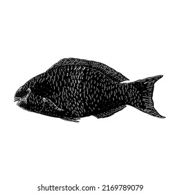Ilustración vectorial de la mano de parrofish aislada en fondo blanco