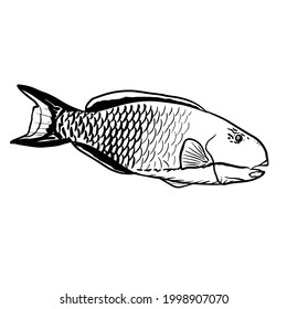 Parrot-Fish vector hand drawing illustration in black color isolated on white background