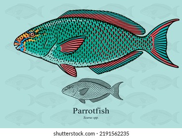 Parrotfish. Vector illustration with refined details and optimized stroke that allows the image to be used in small sizes (in packaging design, decoration, educational graphics, etc.)