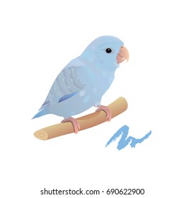 Parrotlet. Vector illustration.