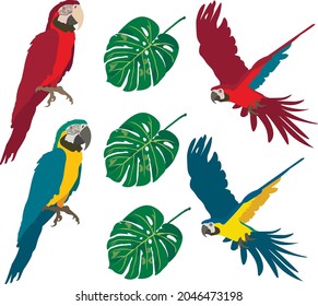 Parrots of africa, tropics, birds, beautiful birds, parrots fly, parrots sit, leaves, leaves of africa, leaves of the tropics