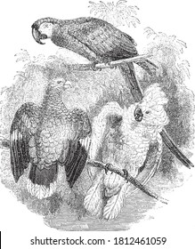 Parrots animal, From the Dictionary of Word and Things, 1888.