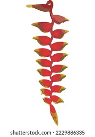 Parrots' Beak Heliconia (Heliconia rostrata) had red, orange or yellow isolated on white background. 