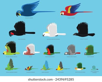 Parrots Bird Flying Size Comparison Set Vector