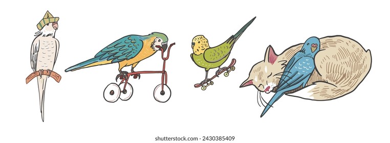 Ilustraciones vectoriales de aves loros y gatos.