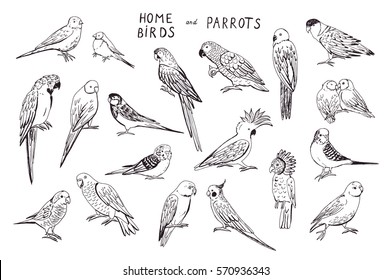 parrots birds line graphic set