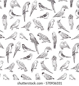 parrots birds line pattern