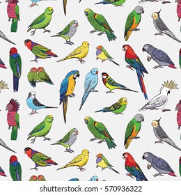 parrots birds pattern