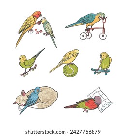 Parrots birds pets vector illustrations set.