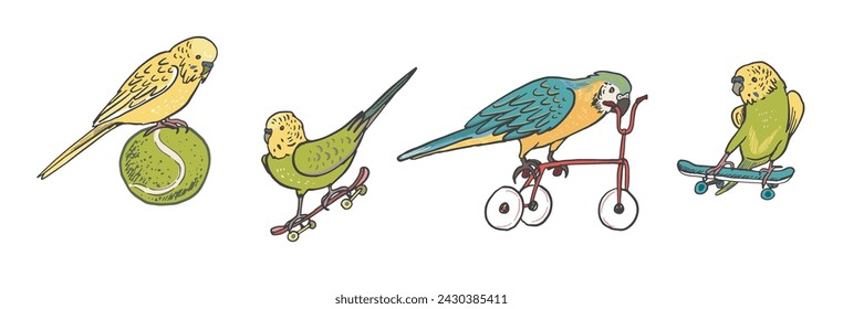 Ilustraciones vectoriales de aves loros y mascotas.