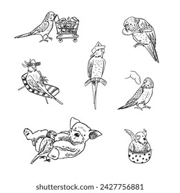 Parrots birds pets vector line illustrations set.