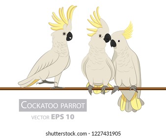 Parrots. Cackatoo. Isolated birds on white background. Tropical birds. Vector illustration.