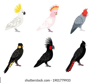 Parrots cockatoo. Cartoon tropical winged birds, parakeets with beaks and colored feathers, vector illustration of budgerigars of jungle isolated on white background