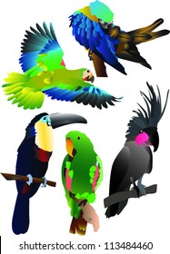 parrots collection two