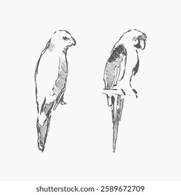 Parrots hand drawn vectors. Collection of drawings. Vintage paper. Wildlife birds. Hand drawn in vintage style.  Isolated on white background.