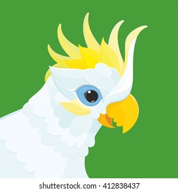 Parrots - head white parrot Cockatoo. This is vector illustration White Cockatoo parrot.