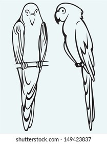 Parrots isolated on blue background