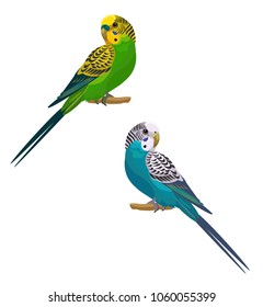 Parrots isolated on white background. Vector illustration.