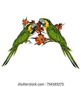 parrots love sketch vector graphics color picture