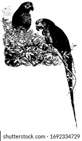 Parrots perched in the leaves of a tree, vintage line drawing or engraving illustration.