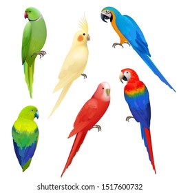 Parrots realistic. Wildlife flight exotic colored birds beautiful amazonia tropical life vector parrots illustrations