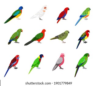 Parrots set. Cartoon birds with colourful feathers, tropical characters of zoo with beak and feathers, vector illustration of colored parakeets isolated on white background