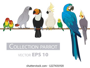 Parrots. Set Isolated birds on white background. Tropical birds. Vector illustration.