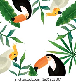 parrots and toucans in frame with tropical leafs vector illustration design