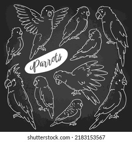 Parrots and tropical birds hand drawn chalk set on the blackboard in Doodle sketch style. Types of Psittacidae vector linear icons, cockatoos, macaws, lovebirds and budgerigars